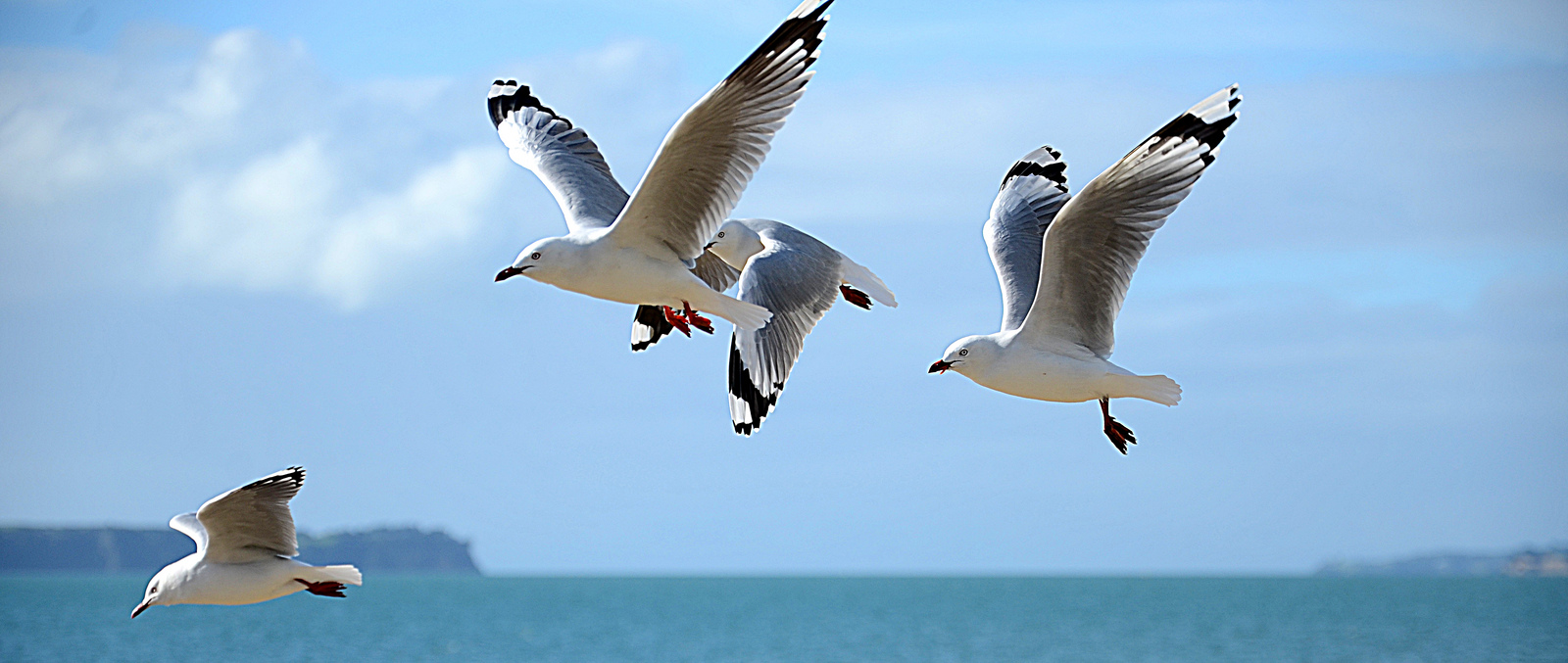 Resultado de imagem para gaivotas