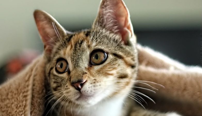 A especialista quer ver a política de apenas um gato por casa implementada para reduzir a população felina nas áreas urbanas