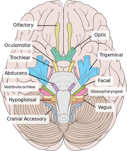 Vista inferior do cÃ©rebro humano