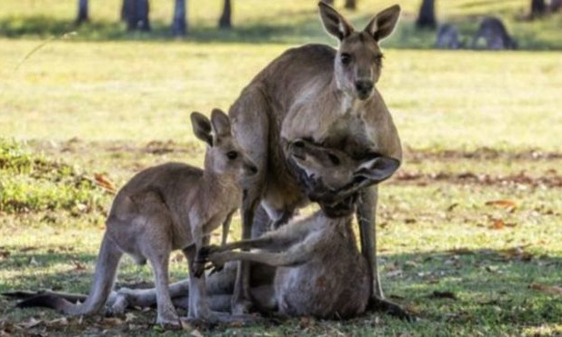 As imagens de um canguru a embalar uma fêmea moribunda causaram comoção na Austrália 