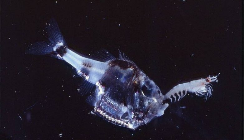 Argyropelecus hemigymnus, criatura de águas profundas