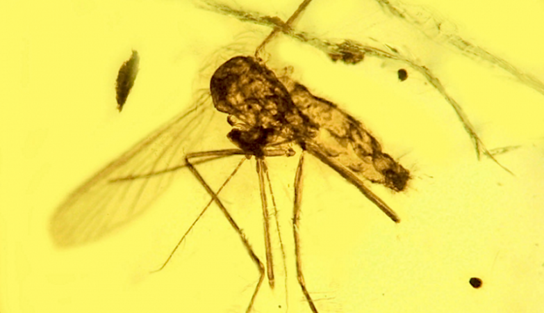 O registo mais antigo do Plasmodium da Malária, preservado em âmbar com 20 milhões de anos