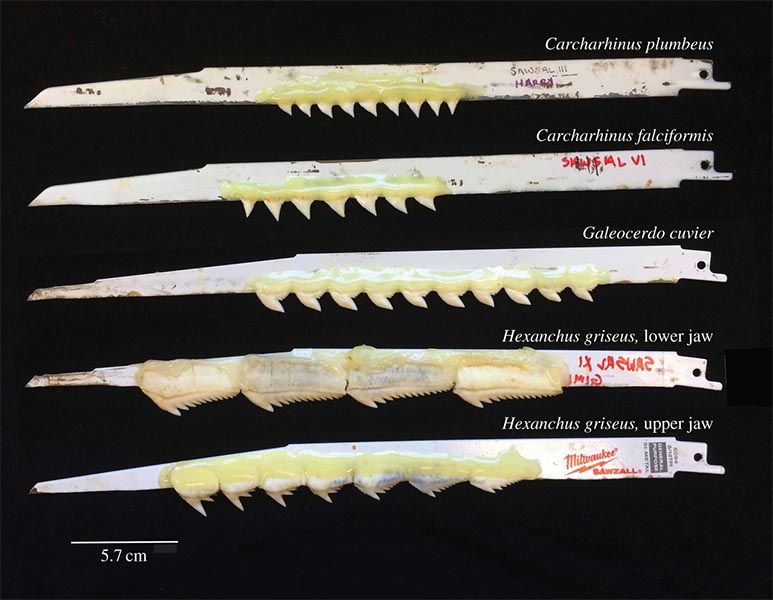 Exemplos das lâminas da moto-serra com dentes de tubarão. 