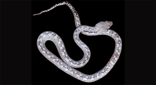 Madagascarophis lolo, a serpente "fantasma" com olhos-de-gato