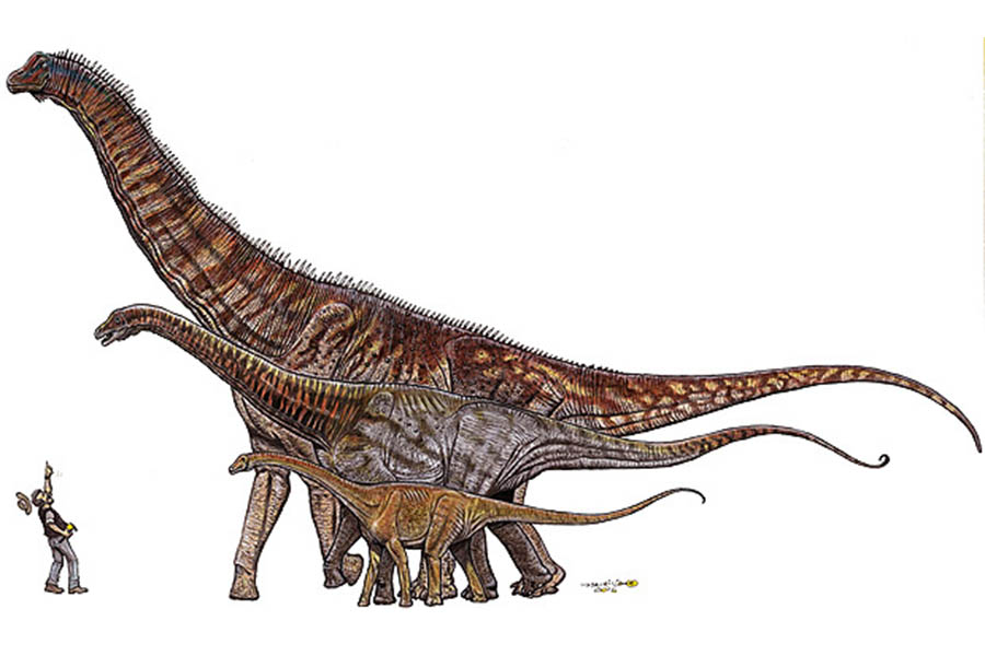 Comparação entre os dinossauros encontrados no Brasil do menor ao maior: Gondwanatitan faustoi (8 metros), Maxakalisaurus topai (13 metros) e Austroposeidon magnificus (25 metros). 