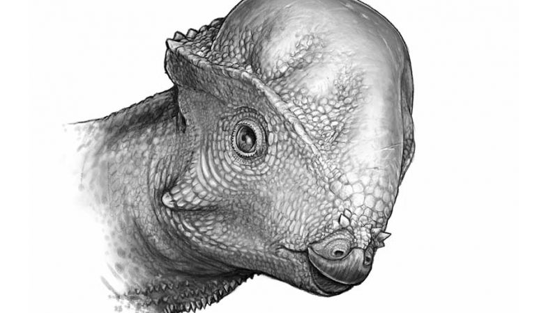 Ilustração de como seria o novo dinossauro paquicefalossaurídeo descoberto nos EUA. 