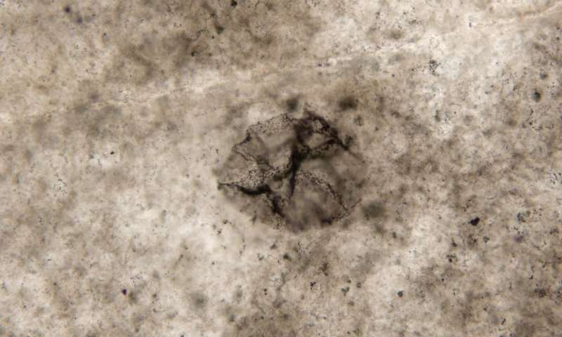 Imagem microscópica de uma bactéria de enxofre com 2.5 mil milhões de anos
