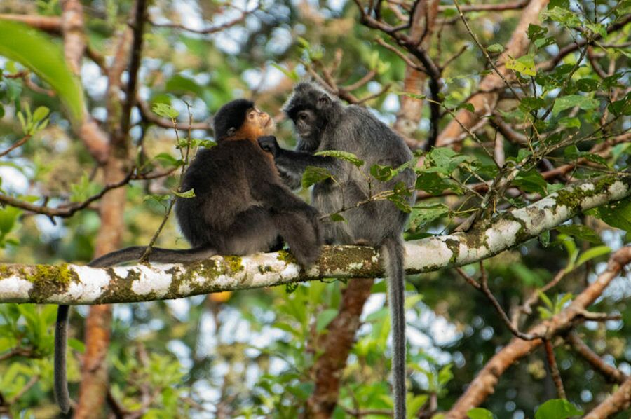 Raríssimo macaco híbrido chama atenção de cientistas em novo