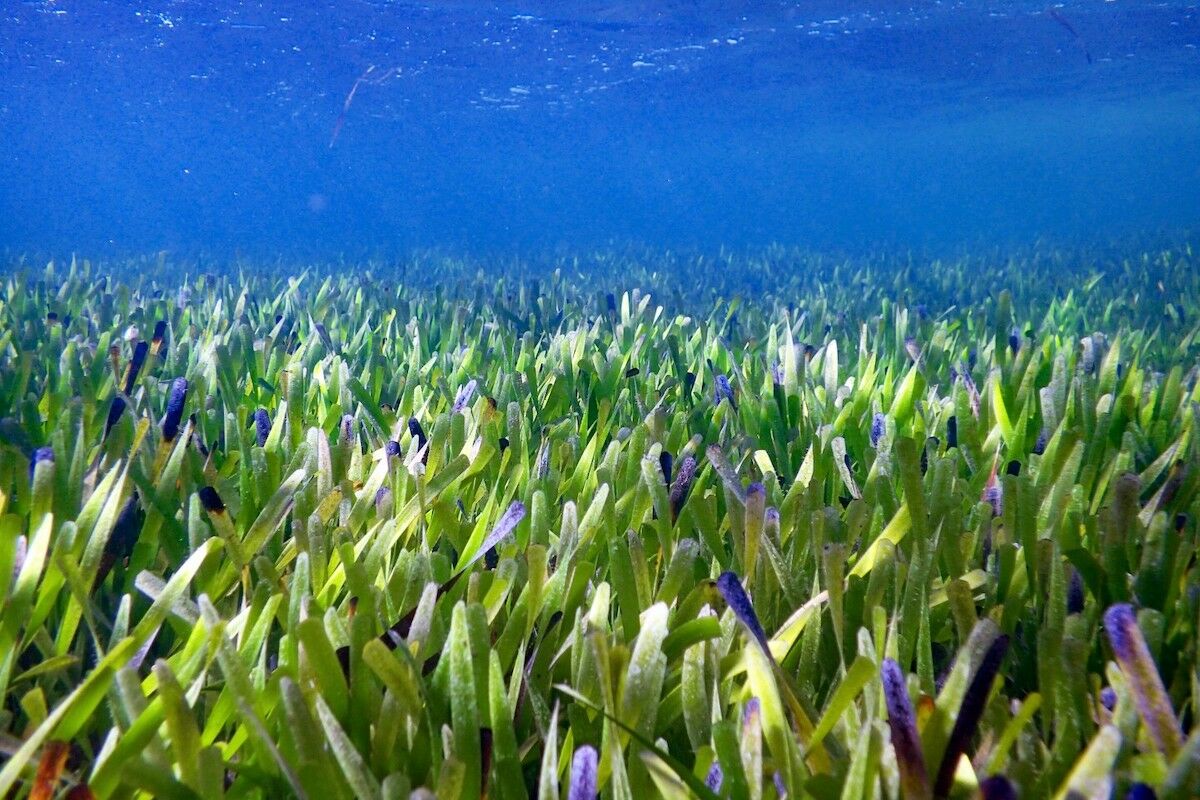 Opinião: algas marinhas são nutritivas e podem ajudar a salvar o mundo