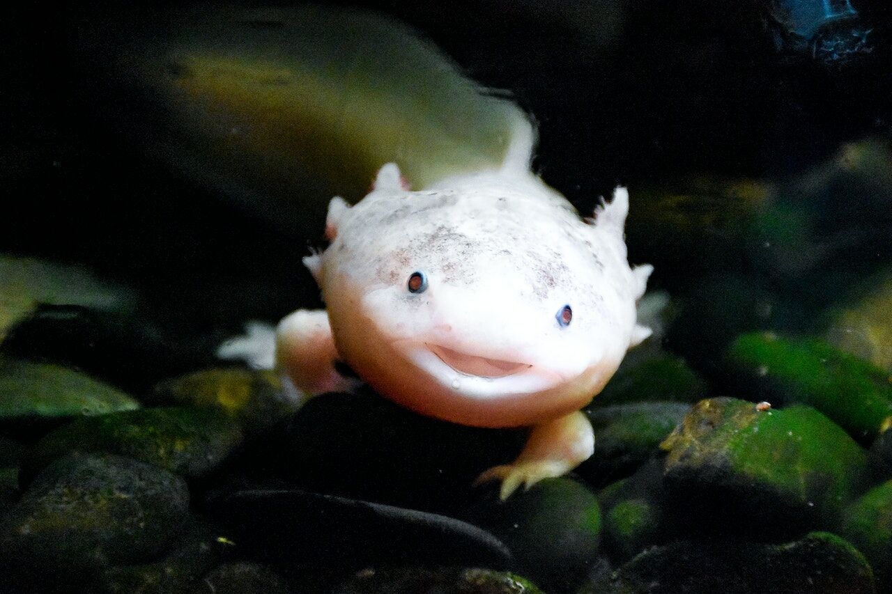 Estas salamandras conseguem regenerar o cérebro e podem ajudar nos a