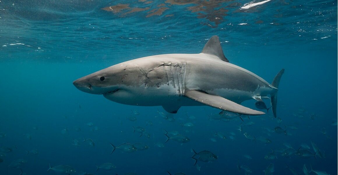 A razão por trás do misterioso desaparecimento do megalodonte, o maior  tubarão que já existiu, Ciência