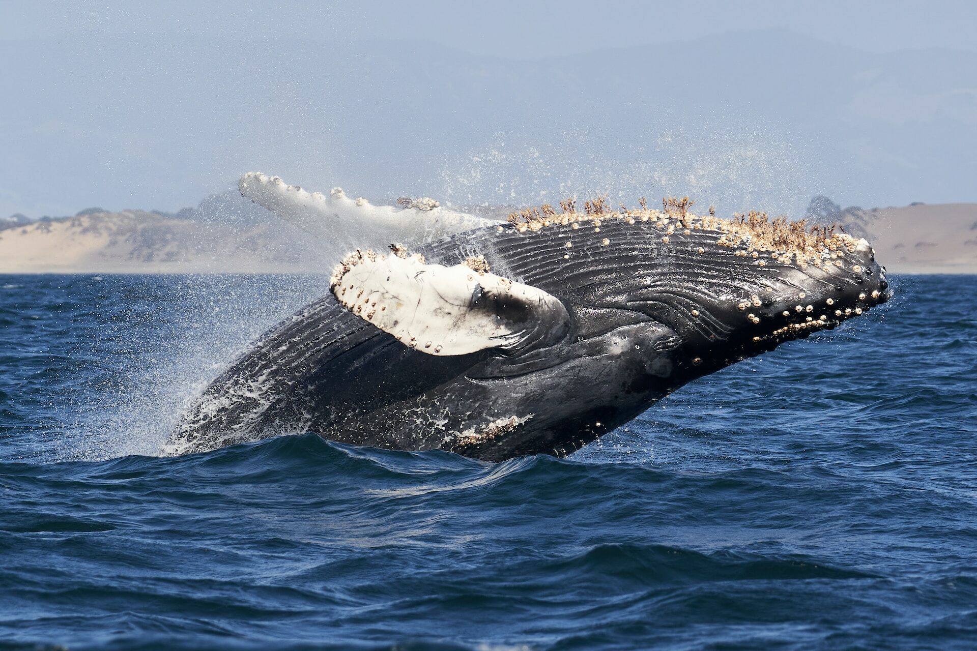 Baleia jubarte macho cruzou três oceanos à procura de sexo e quebrou