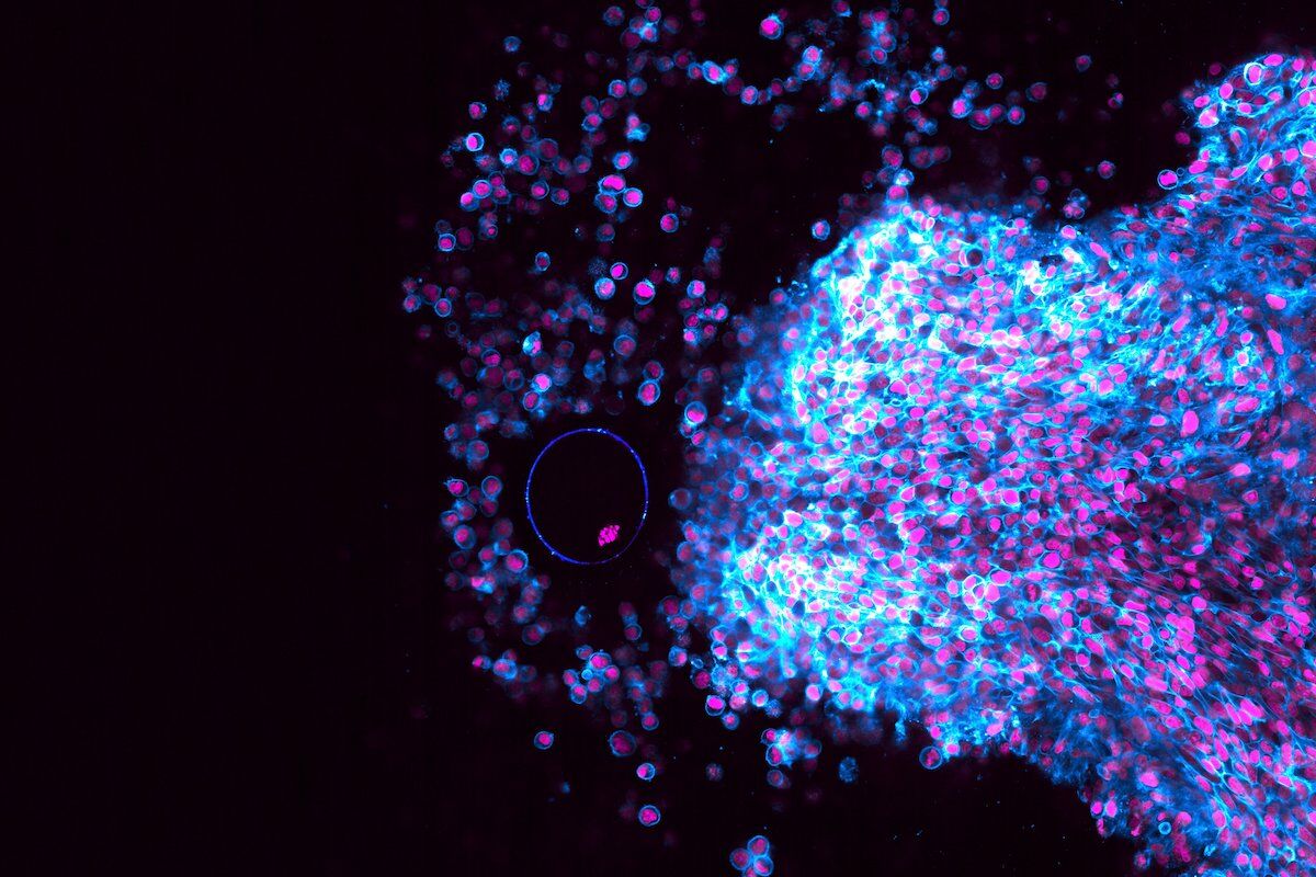 Breakthrough Discovery: First-Ever Detailed Video Captures Real-Time Ovulation Process in Mice