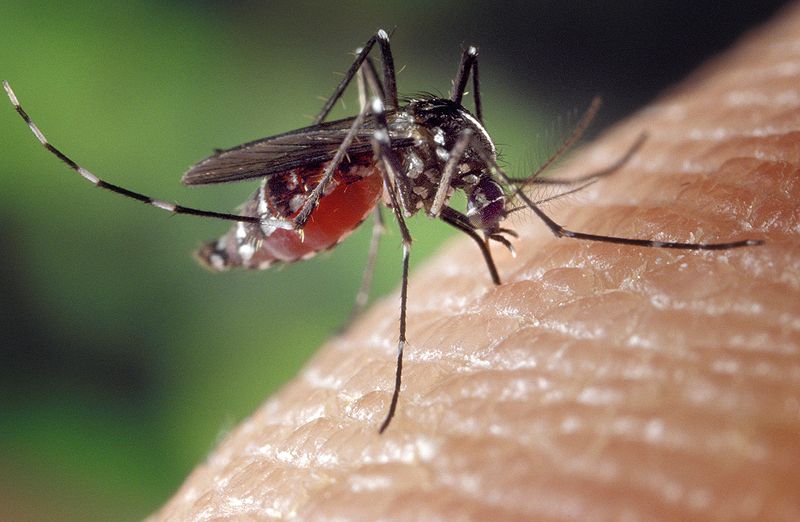 Um mosquito tigre (Aedes Albopictus) na pele humana