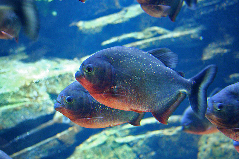 Exemplares de Pygocentrus nattereri (piranha de ventre vermelho)