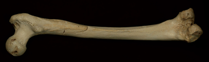 Fémur encontrado na gruta "Sima de los Huesos" (foto: d.r. Matthias Meyer / Nature)