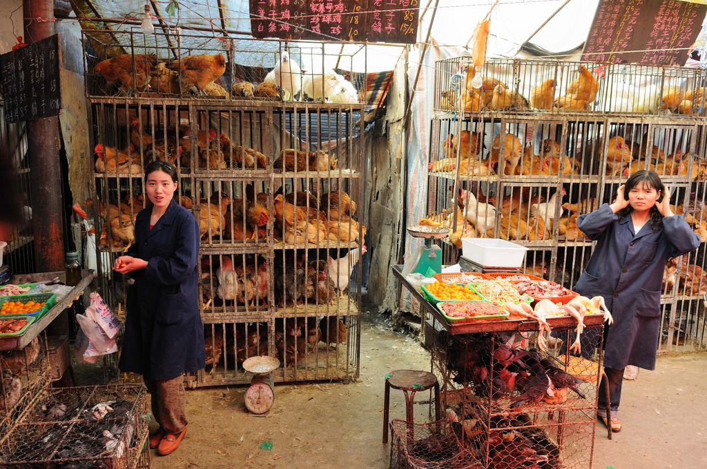 Gripe das aves está a espalhar-se na China