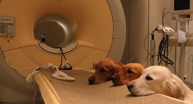 Próximo passo do estudo é estudar como o cérebro de cães reage quando eles ouvem palavras