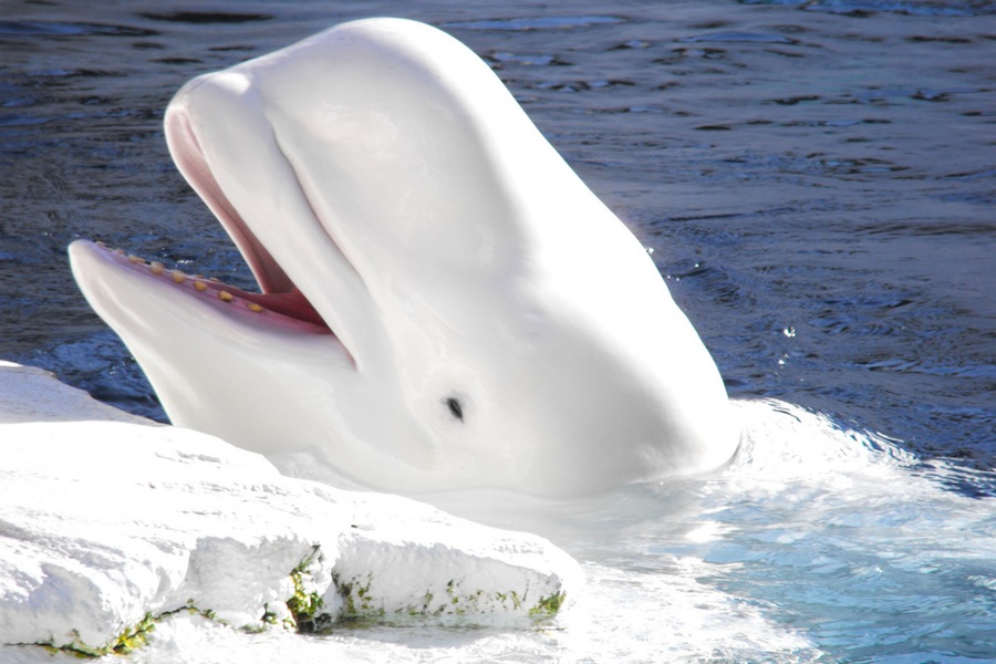 Uma baleia beluga do Ártico