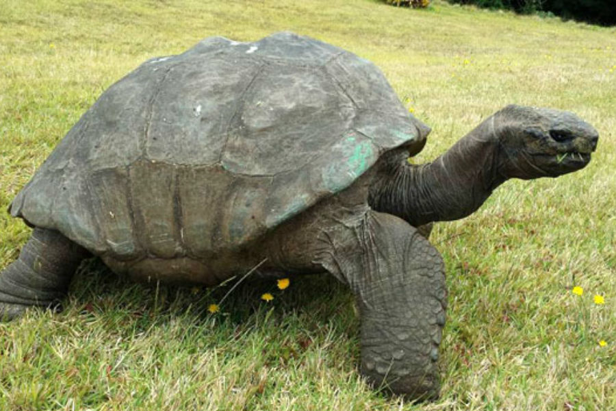 Jonathan, a tartaruga com 182 anos
