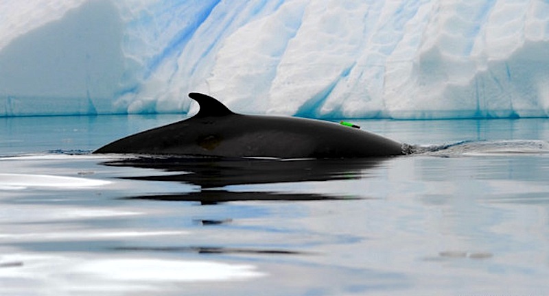 Cientistas acoplaram gravadores às baleias-de-minke para investigar o som