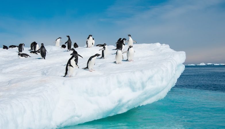 Pinguins na Antárctica
