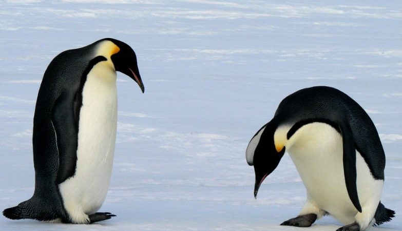 pinguins imperadores