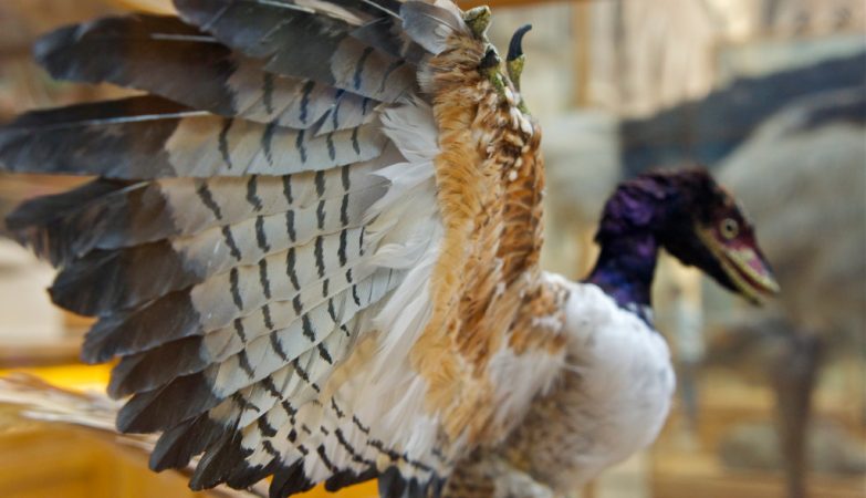 Modelo de Archaeopteryx no OUMNH, o Museu de História Natural da Universidade de Oxford