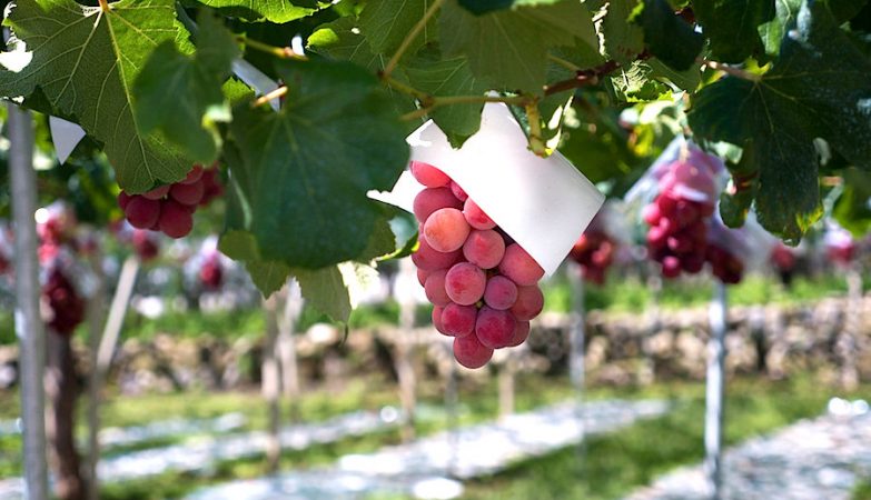 A Ruby roman, cultivada apenas na província de Ishikawa, caracterizada pela sua intensa cor avermelhada e tamanho grande, é considerada a casta de uva de mesa mais cara do mundo.