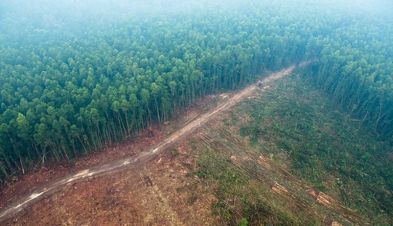 Desmatamento ena ilha de Sumatra, na Indonésia