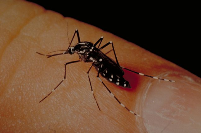 Aedes albopictus, o mosquito-tigre