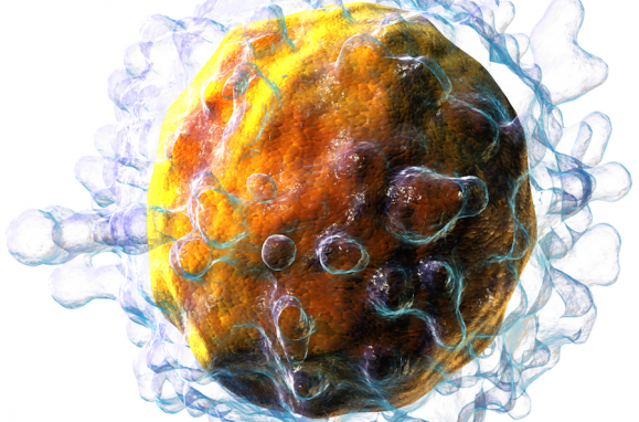 O timo produz os famosos linfócitos, ou células-T