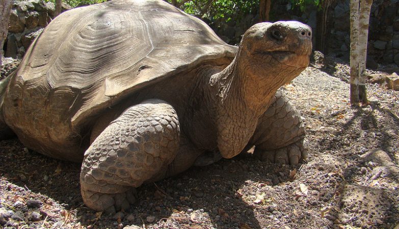 A tartaruga Pepe, o Missionário, das Ilhas Galápagos