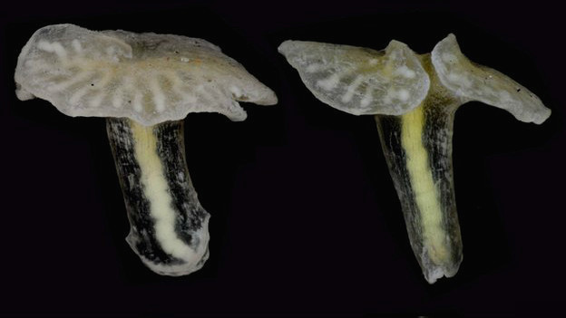 O organismo pluricelular encontrado pelos cientistas tem aparência semelhante à de um cogumelo