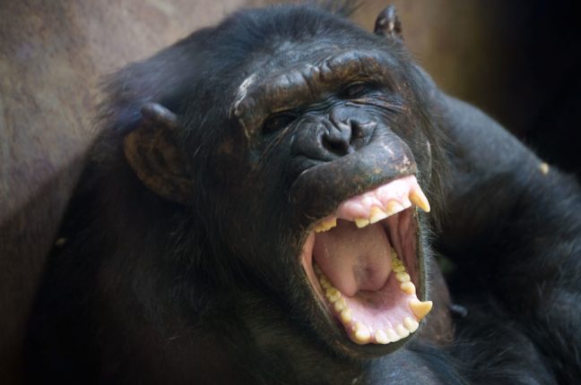 Matar outros chimpanzés é um comportamento comum na disputa por recursos e território