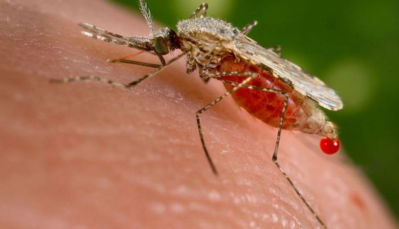 Anopheles, mosquito da Malária
