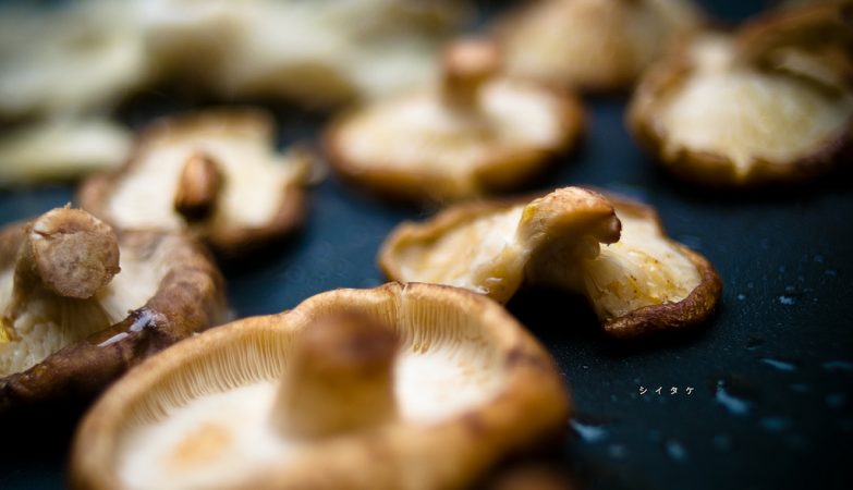 Cogumelos Shiitake (Lentinula edodes)