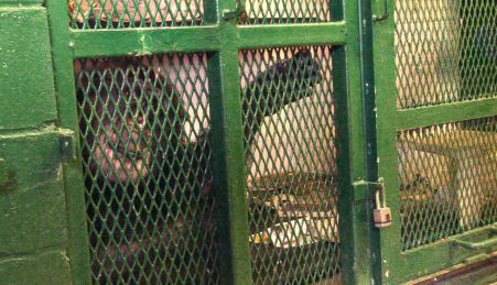 O chimpanzé Tommy vive numa jaula em Nova Iorque