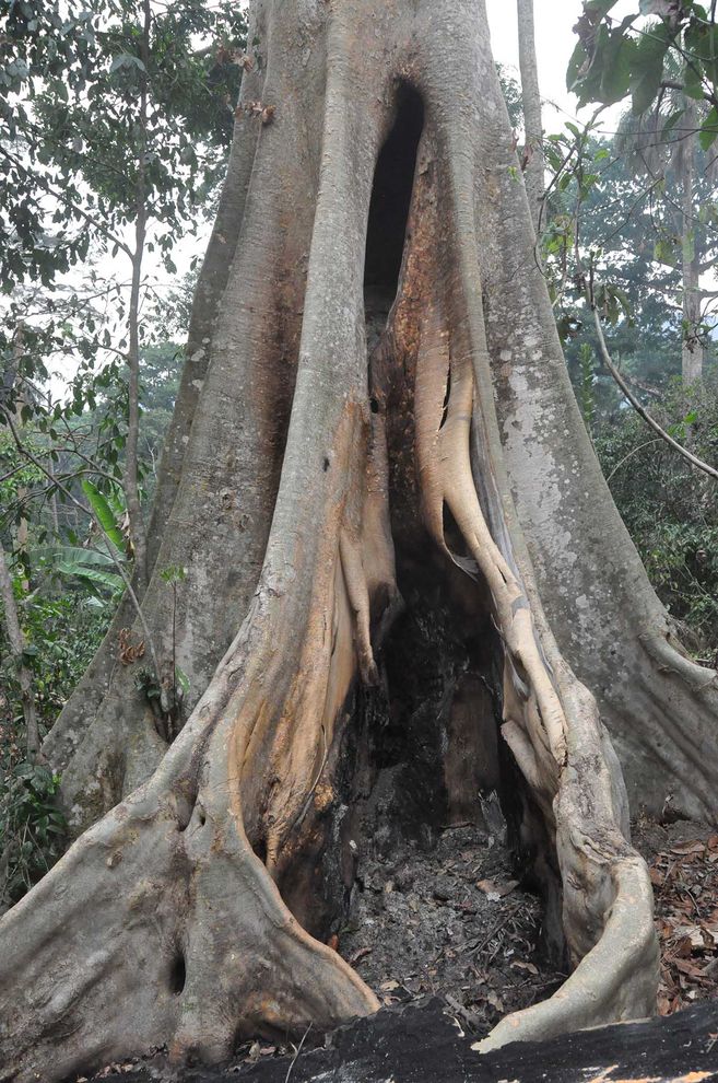 Emile Ouamouno poderá ter sido infectado com Èbola por um morcego enquanto brincava no interior desta árvore oca, em Méliandou
