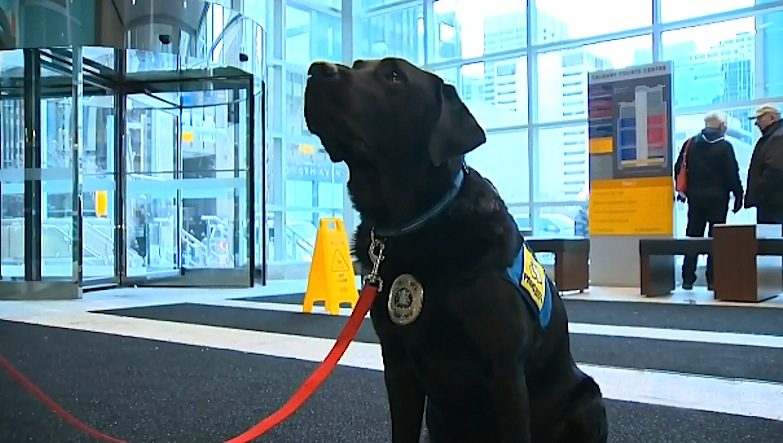 Hawk, o cão de terapia da Polícia de Calgary, faz companhia a crianças em julgamentos de abuso de menores