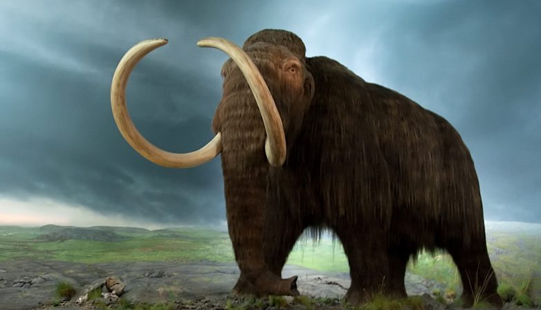 El último mamut lanudo de la Tierra se extinguió por mala suerte