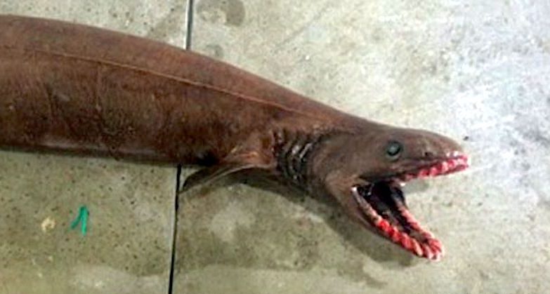 Chlamydoselachus anguineus, o tubarão-enguia
