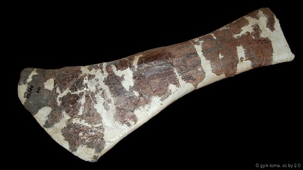 Os fósseis do Magyarossaurus foram descobertos pelo aristocrata paleontólogo Franz Nopcsa, na Transilvânia 