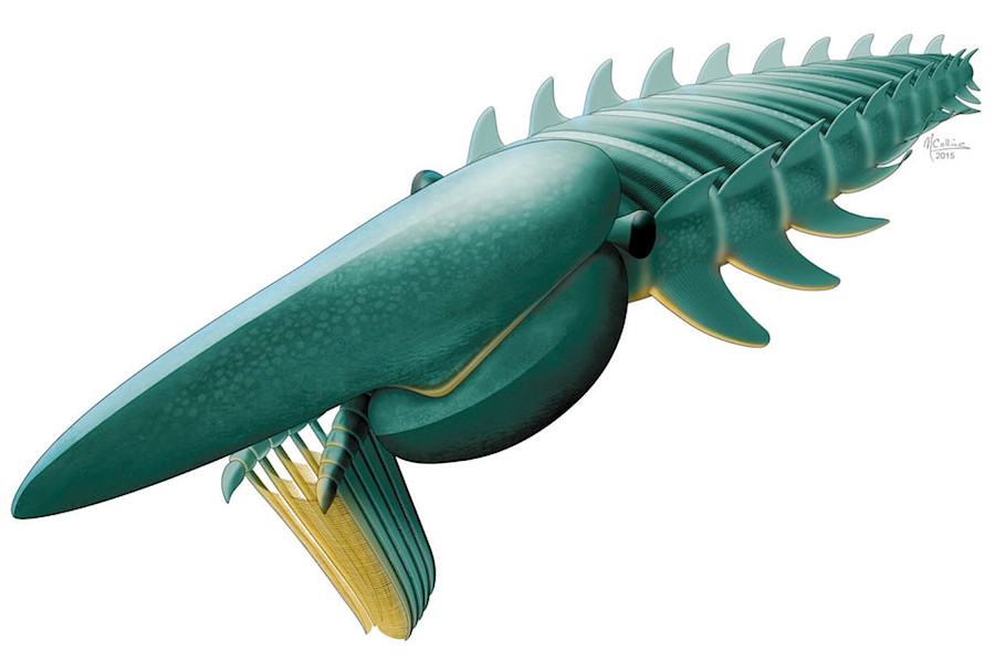 Aegirocassis benmoulae, um monstro marinho com 480 milhões de anos