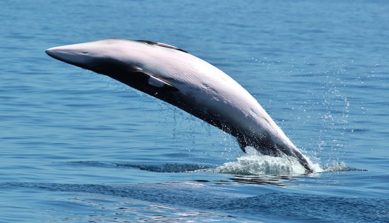 A baleia-anã está na Lista Vermelha de Espécies Ameaçadas - em estado LC / menor preocupação.