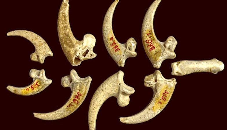 Colar de garras de águia-rabalva da era neandertal descoberto na Croácia