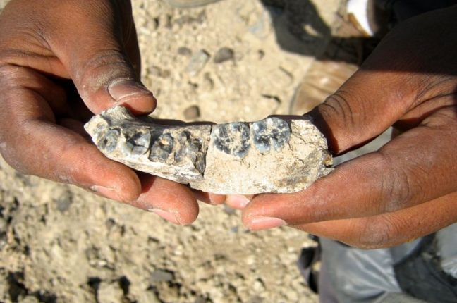 Chalachew Seyoum, estudante da Universidade Estadual do Arizona, com a mandíbula fóssil de 2.8 milhões de anos que descobriu na Etiópia