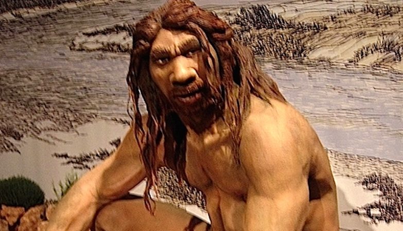 O Homo heidelbergensis poderá ser o antepassado comum do Homo neanderthalensis e do Homo sapiens.