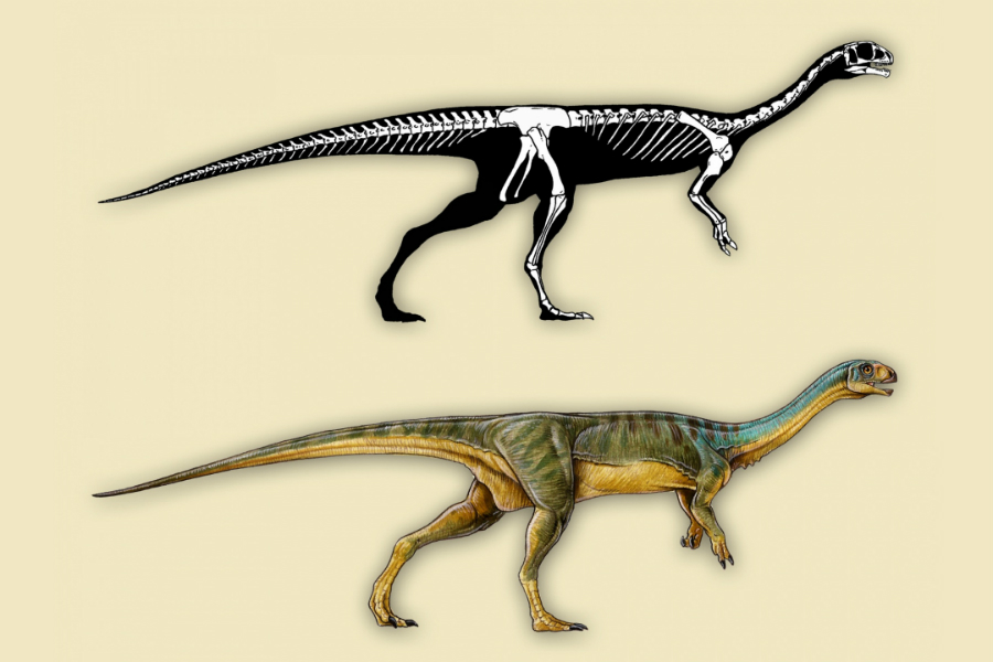 Uma reconstrução do esqueleto e conceito artístico da aparência do Chilesaurus diegosuarezi: "verdadeiramente, uma mistura bizarra"