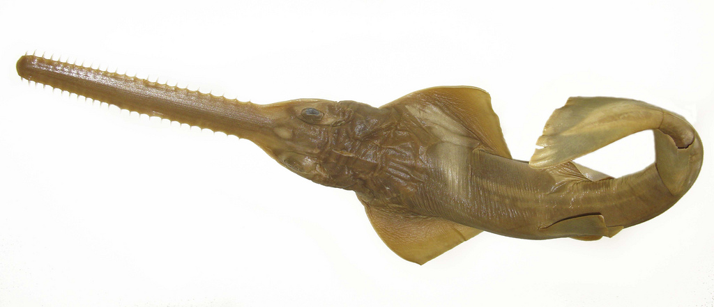 Pristis pectinata, o estranho peixe-serra de dentes pequenos